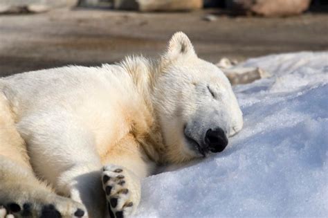 Why Do Polar Bears Need Ice To Survive Readers Digest