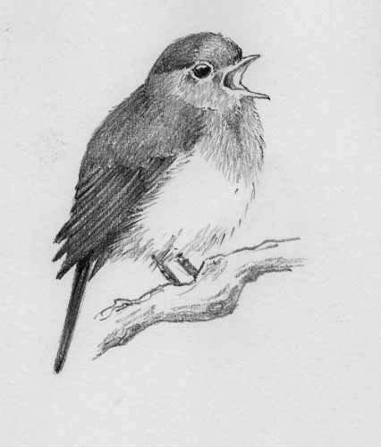 Robin Bird Sketch At Explore Collection Of Robin