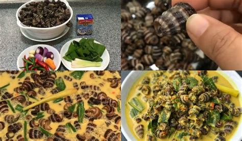 Resepi siput sedut | sumandak kampung. Resepi Siput Sedut Masak Lemak Cili Api 'Kaw' & Tips Potong Siput Supaya Tak Berlendir