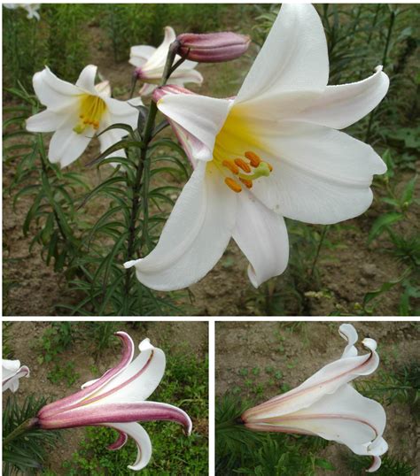 Regale Trumpet Lily Bulbs 40 Types Of Lilies With Pictures