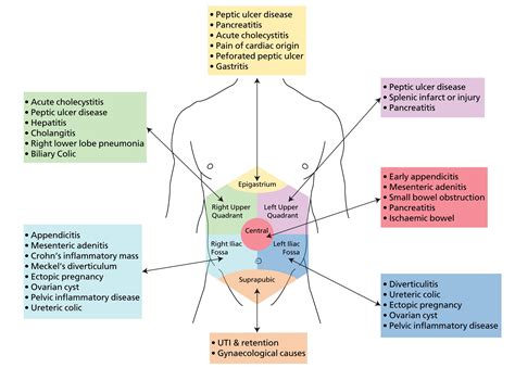 Anatomy Quadrants The 4 Quadrants Of Abdomen Hot Girl Hd Wallpaper