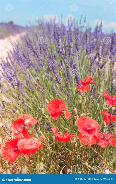 Lavender Fields Stock Photo Image Of Poppies France 19636010