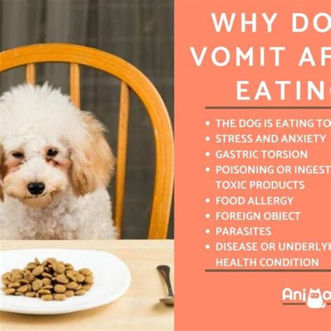 Can Stress Cause Vomiting In Dogs