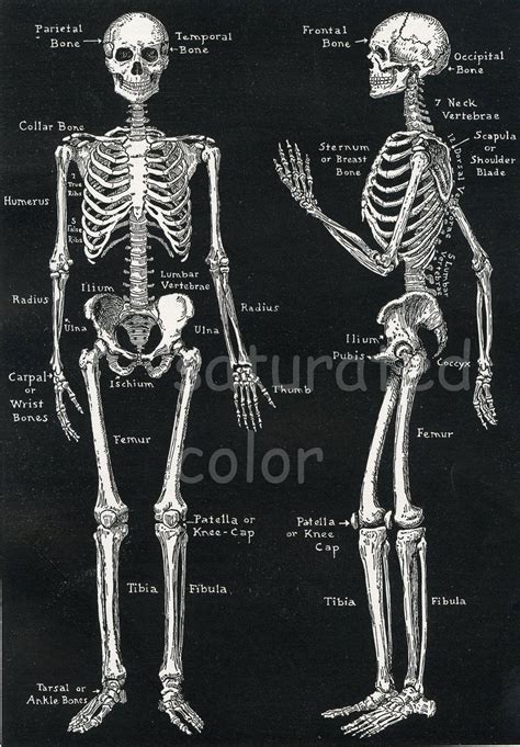 Numerous muscles help stabilize the three joints of. Human Skeleton Anatomy Vintage Diagram - Bones - Bony ...