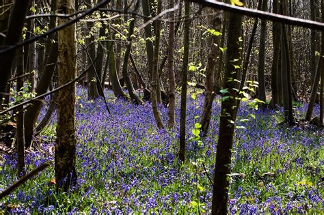 Bluebells Woodland Trees Free Photo On Pixabay Pixabay