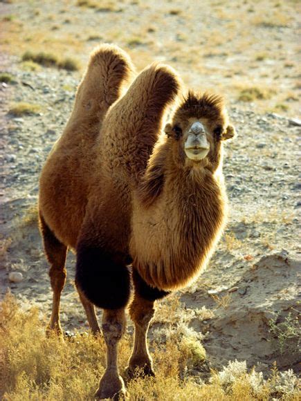 Camels' humps are punishment, if one reads the story how the camel got its hump by rudyard kipling. The Bactrian Wild Camel | The Wildlife