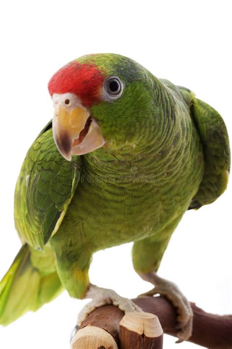 Mexican Red Headed Amazon Parrot Stock Photo Image Of Parrot Green