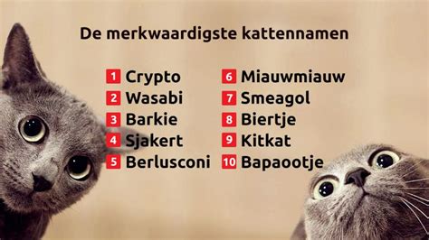Dit Zijn De Populairste Kattennamen Van Afgelopen Jaar Omroep Brabant