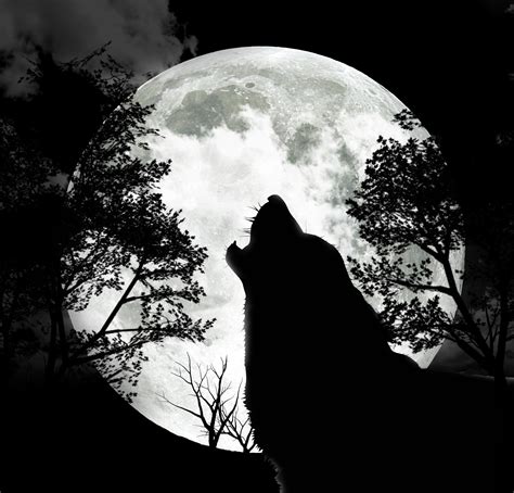 Pin By Adriana Agnese On Beware Of The Wolf Wolf Howling Wolf