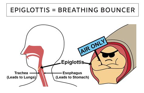 What Is The Epiglottis Epiglottis Structure And Function