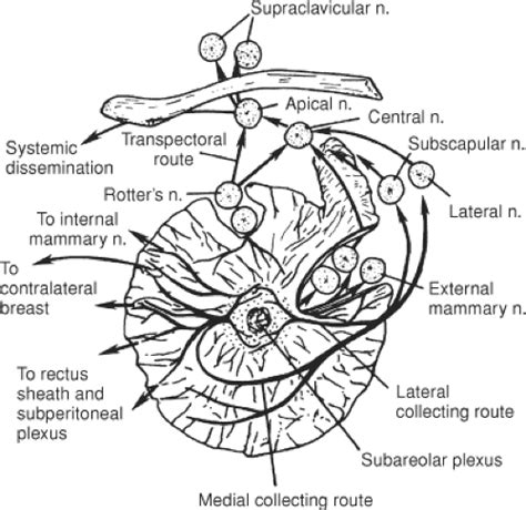 Lymph Nodes In Breast Diagram Food Ideas