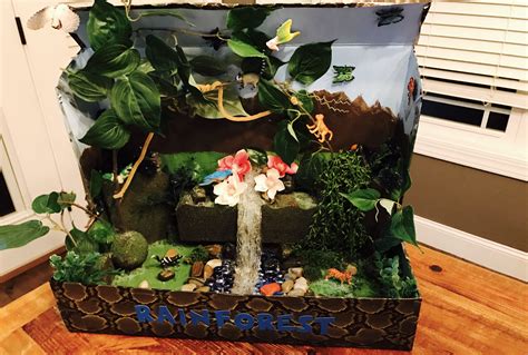 Rainforest Diorama Ideas Design Talk