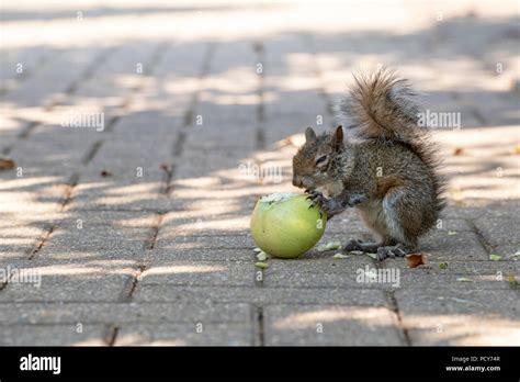 Sciurus Carolinensis Young Grey Squirrel Eating An Apple On A Garden