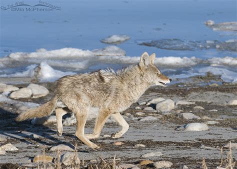 Coyote Running The Shoreline Of The Great Salt Lake On The Wing Photography