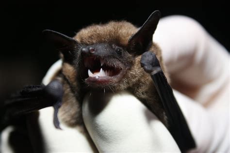 Unusual Bat Species Found In Connecticut Home Says Deep — Furbearer