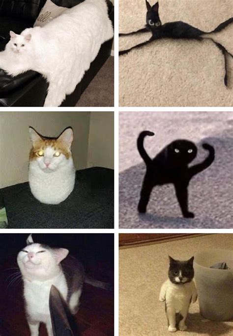 Cursed Cats Rchooseyourfighter