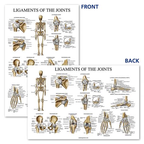 Skeletal System And Ligaments Of The Joints Anatomical Poster Set