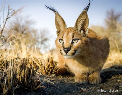 They will also inhabit evergreen and mountain forest environments, but never are found in tropical rain forests because they prefer scrubby and arid habitats. Caracal caracal | Wilde katzen, Tierbilder, Tiere