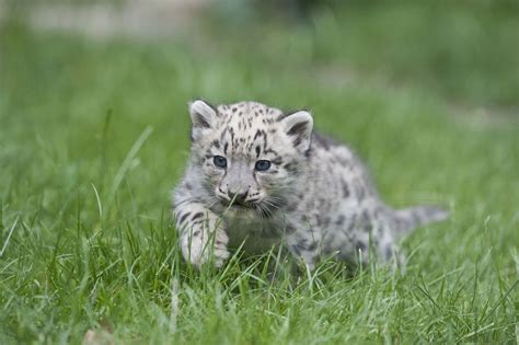 Baby Snow Leopard Animals Pinterest