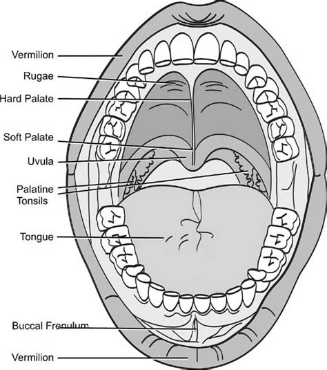 Inside Mouth Anatomy Anatomy Drawing Diagram
