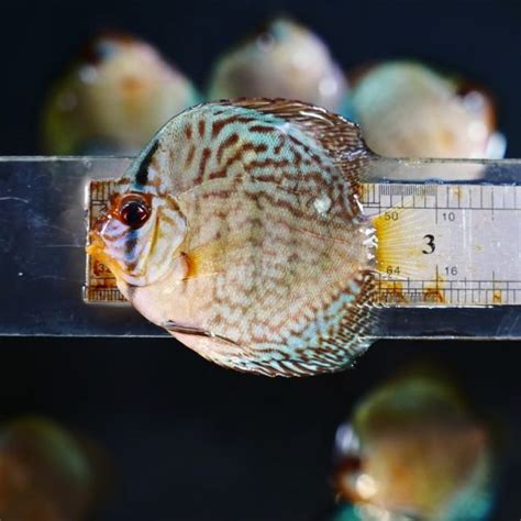 High Bodied Blue Cobalt Discus