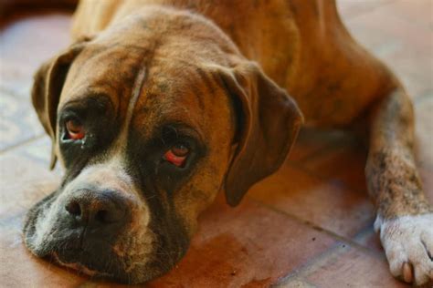 Do Boxers Have Eye Problems