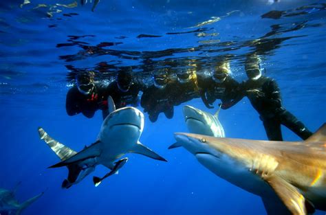 Shark Cage Diving Kzn Durban Shark Cage Diving Durban Shark Snorkeling