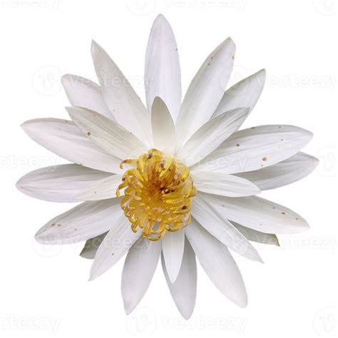 Hermosas Flores Blancas 15098786 Png