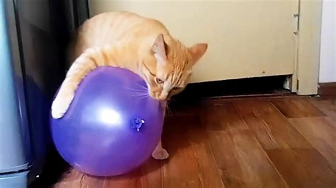 Cats Vs Balloons Part 2 Cat Reaction To Balloons Funny Pets Youtube