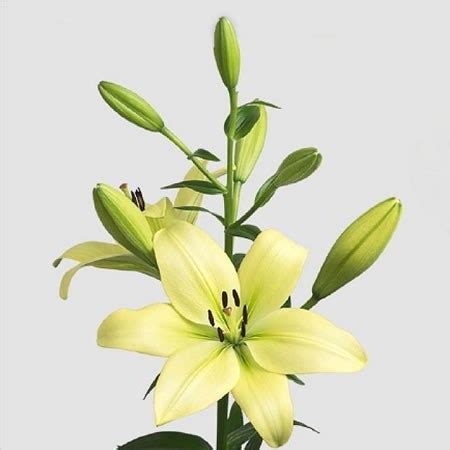 LILY LA TREBBIANO 90cm 4 Wholesale Dutch Flowers Florist Supplies UK