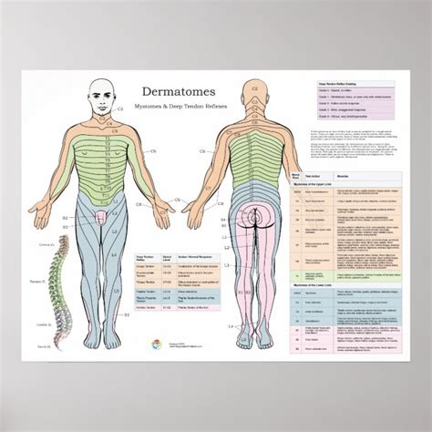 dermatomes and myotomes chart and map