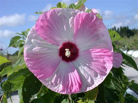 Giantpinkhibiscusflowerhardyhibiscusmoscheutos 20seeds