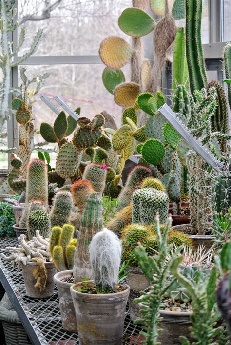 Diy Cactus Greenhouse