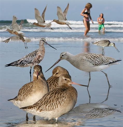 Bar-tailed_Godwit_From_The_Crossley_ID_Guide_Eastern_Birds