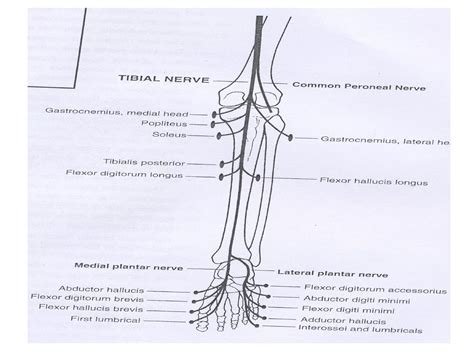 Anatomy Of Posterior Tibial Nerve By Im Ppt