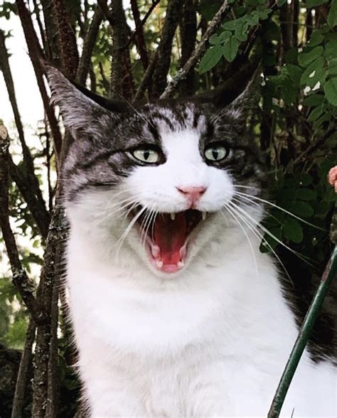 Psbattle Cat In The Middle Of A Yawn Rphotoshopbattles