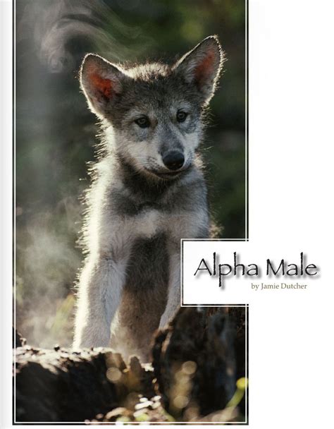 The Alpha Male Living With Wolves