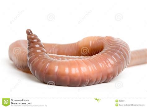 Earthworm Close Up 2 Stock Image Image Of White Worm 2503261