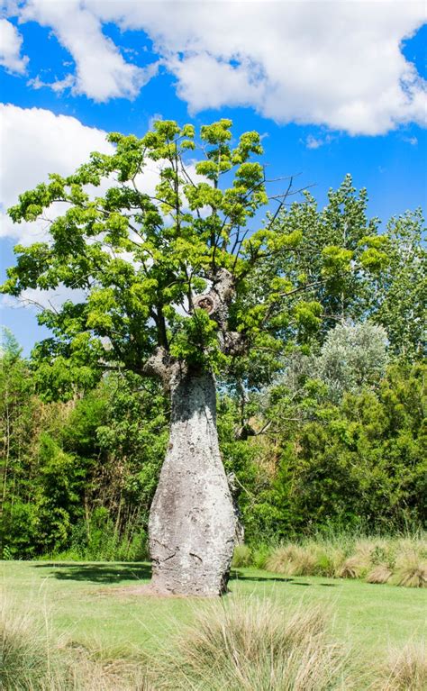 Adansonia Digitata Seeds £325 From Chiltern Seeds Chiltern Seeds