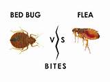 Bed Bugs Vs Termites
