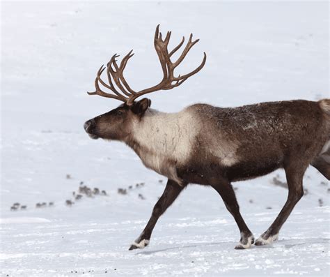 The Most Beautiful Wildlife In Alaska