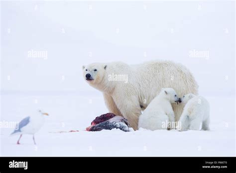 Ijsbeer Vrouw Met Jongen Polar Bear Mother With Cubs Stock Photo Alamy
