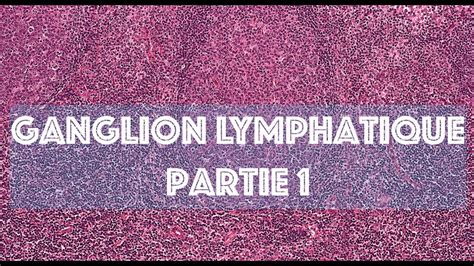 Le Ganglion Lymphatique Partie 1 Histologie Youtube