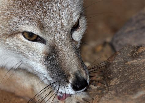 Swift Fox Whiskers By Jack 13 On Deviantart