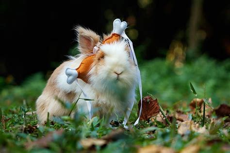 Funny Rabbit Pictures: 14 Bunnies That Will Crack You Up | Pet Keen