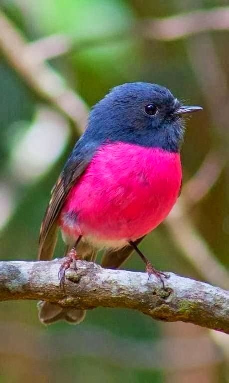 Pink Robin Australia Birds And Animals Collection