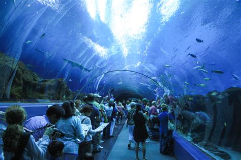 Georgia Aquarium In Atlanta Breathe With Us