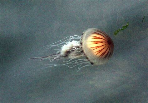 Compass Jellyfish Martinshaven Sue Flickr
