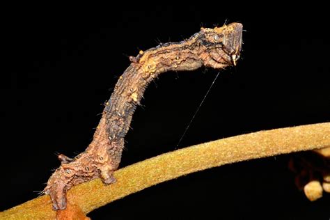 Geometridae caterpillar with silk line Luísa Mota Flickr