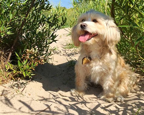 Maltipoo Dog Breed Information Pictures Characteristics And Facts Dogtime